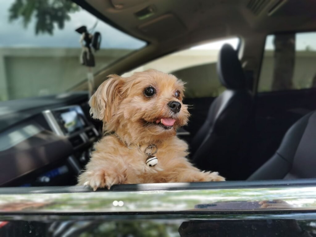 How to Make Your Pet Comfortable During Travel