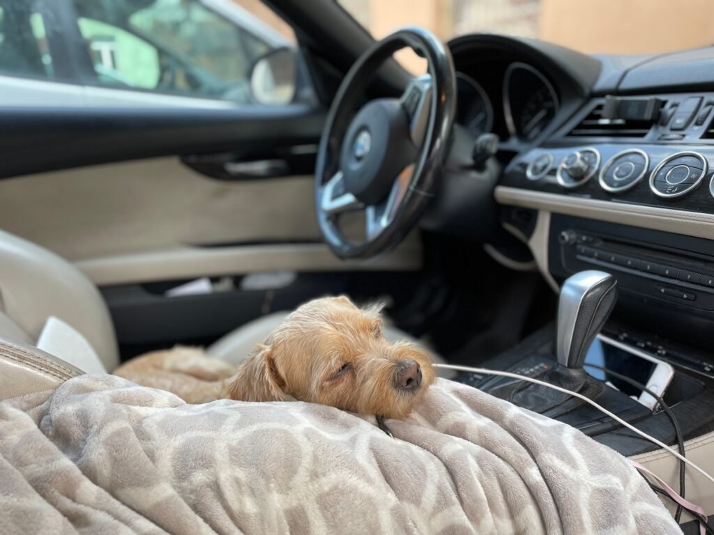 How to Make Your Pet Comfortable During Travel How to Make Your Pet Comfortable During Travel
